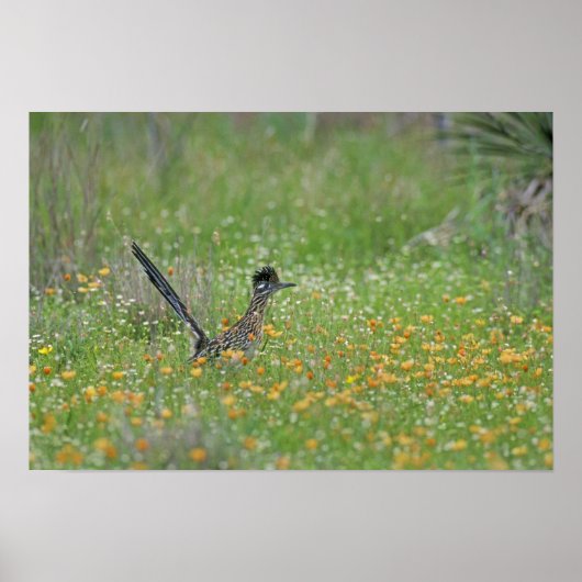 Greater Roadrunner, Geococcyx Poster (Vorne)