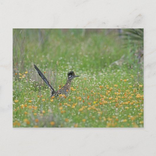 Greater Roadrunner, Geococcyx Postkarte (Vorderseite)