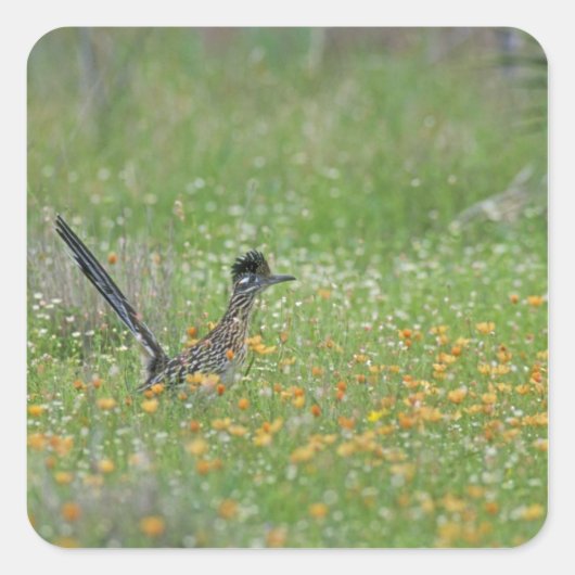 Greater Roadrunner, Geococcyx Quadratischer Aufkleber (Vorderseite)