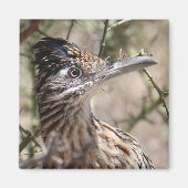 Greater Roadrunner Magnet (Vorne)