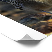 Greater Roadrunner Poster (Ecke)