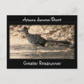 Greater Roadrunner Postkarte (Vorderseite)