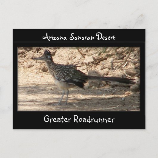 Greater Roadrunner Postkarte (Vorderseite)