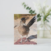 Greater Roadrunner Postkarte (Stehend Vorderseite)