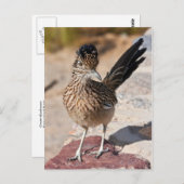 Greater Roadrunner Postkarte (Vorne/Hinten)