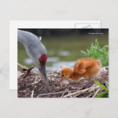 Greater Sandhill Crane Vater und Kind Postkarte (Vorne/Hinten)