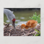 Greater Sandhill Crane Vater und Kind Postkarte (Vorderseite)