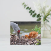 Greater Sandhill Crane Vater und Kind Postkarte (Stehend Vorderseite)