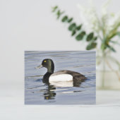 Greater Scaup Drake Postkarte (Stehend Vorderseite)
