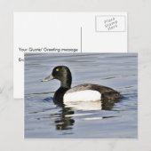 Greater Scaup Drake Postkarte (Vorne/Hinten)