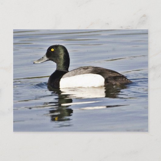 Greater Scaup Drake Postkarte (Vorderseite)