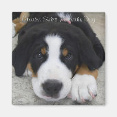 Greater Swiss Mountain Dog Magnet (Vorne)