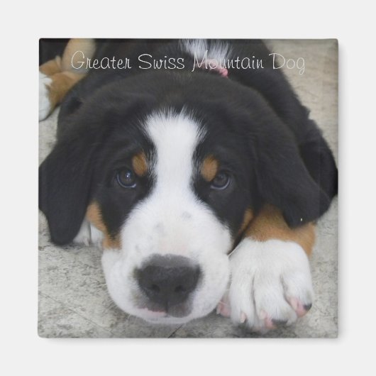 Greater Swiss Mountain Dog Magnet (Vorne)