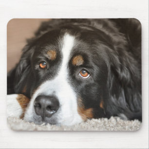 Greater Swiss Mountain Dog Mousepad