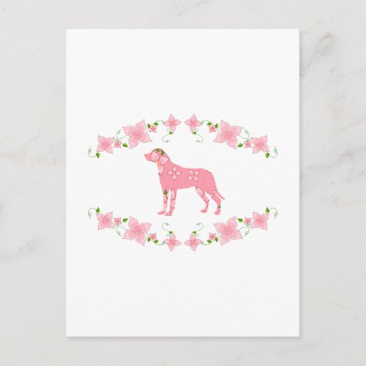 Greater Swiss Mountain Dog Postkarte (Vorderseite)