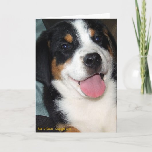 Greater Swiss Mountain Dog Puppy Karte (Vorderseite)