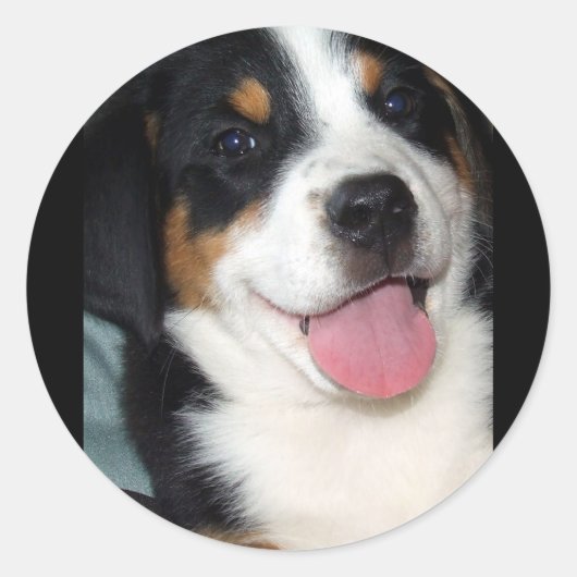 Greater Swiss Mountain Dog Puppy Runder Aufkleber (Vorderseite)