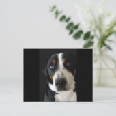 Greater Swiss Mountain Dog Sad Eyes Postkarte (Stehend Vorderseite)