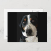 Greater Swiss Mountain Dog Sad Eyes Postkarte (Vorne/Hinten)