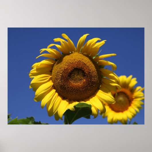 Grecian Formel Poster (Vorne)