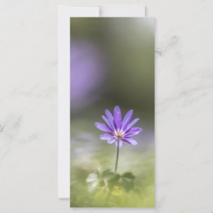 Grecian windblume Nature Foto-Karte