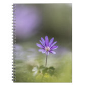 Grecian windblume Nature Foto Notizblock (Vorderseite)