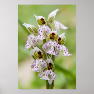Greece, Crete. Orchid in bloom Orchis Poster