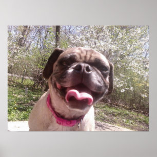 Greedo's Mother Ken Gage Fotografy Dog Poster