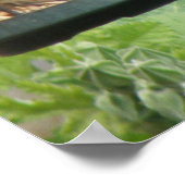 Greedy Greenfinch Print Poster (Ecke)