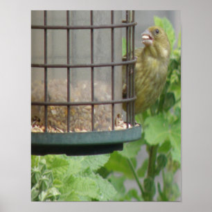 Greedy Greenfinch Print Poster