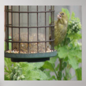 Greedy Greenfinch Print Poster (Vorne)
