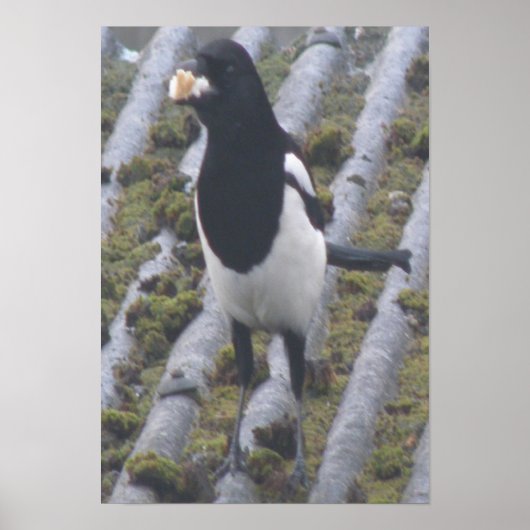 Greedy Magpie Print Poster (Vorne)