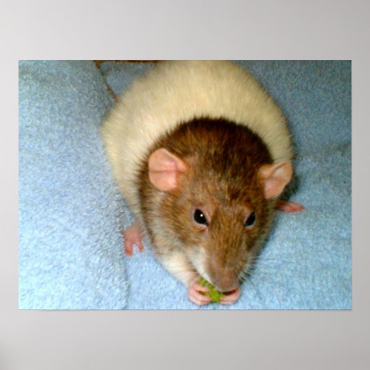Greedy Rat Poster (Vorne)