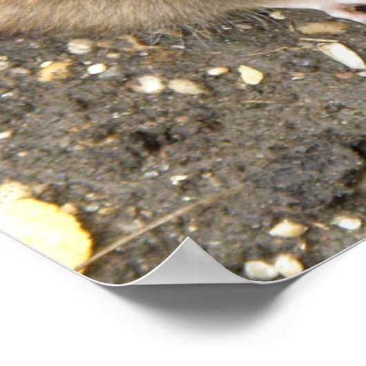 Greedy Rat Print Poster (Ecke)