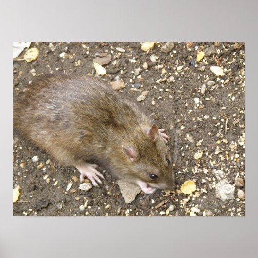 Greedy Rat Print Poster (Vorne)