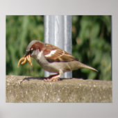 Greedy Sparrow mit grubs galore Print Poster (Vorne)