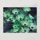 Green African Daisies Blume Personalisiert Postkarte (Vorderseite)