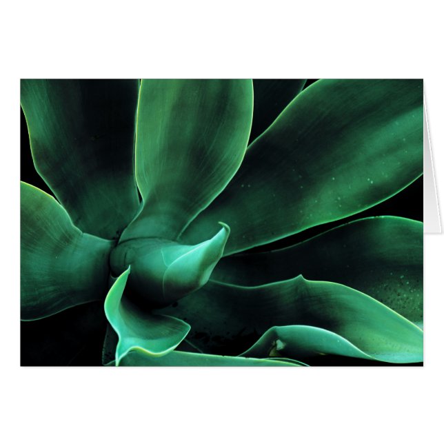 Green Agave Attenuata (Vorderseite (Horizontal))