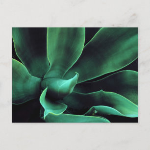 Green Agave Attenuata Laptop Postkarte