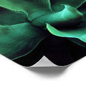 Green Agave Attenuata Poster (Ecke)