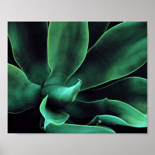 Green Agave Attenuata Poster (Vorne)