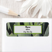 Green Agave Blätter Botanisches Foto Südwesten (Insitu)