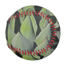 Green Agave Blätter Botanisches Foto Südwesten