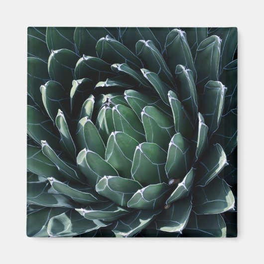 Green Agave Magnet (Vorne)