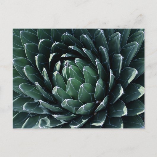Green Agave Postkarte (Vorderseite)
