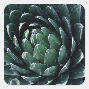 Green Agave Quadratischer Aufkleber