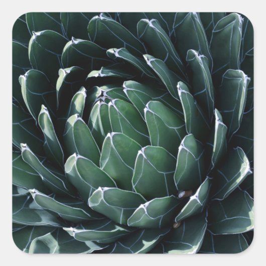 Green Agave Quadratischer Aufkleber (Vorderseite)