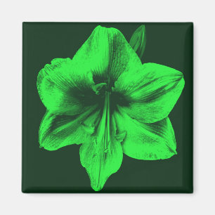 Green Amaryllis Magnet