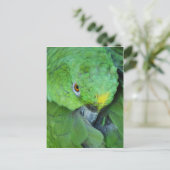 Green Amazon Parrot Postkarte (Stehend Vorderseite)
