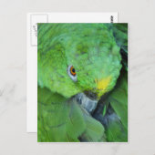 Green Amazon Parrot Postkarte (Vorne/Hinten)